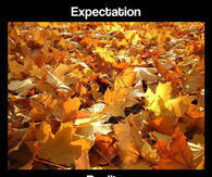 Fall expectations vs reality