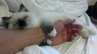 Kitten Hugs