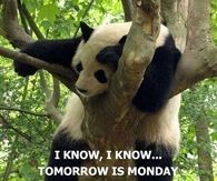 tomorrows monday