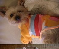DIY Sweater Dog Clothes