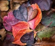 Autumn Love