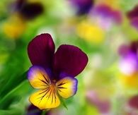 Colorful Pansies