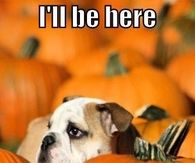 I'll be here waiting for the Great Pumpkin