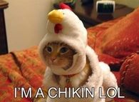 I'm a chikin LOL