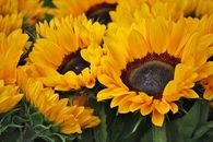 Beautiful sunflowers
