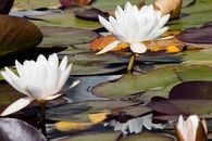 Water lilies