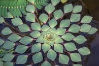 Aquatic plant