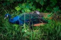 Wild peacock 