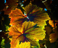 Autumn leaves