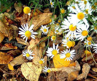 Hello Fall n Good bye Summer