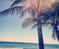 Palm tree and beach