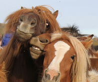 horses