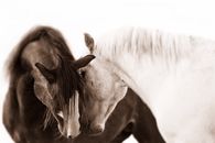 horses