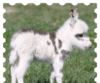 Pferd-Mini