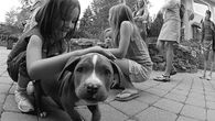 Curious puppy