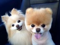 Cute Dogs