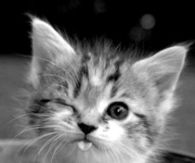 winking cat