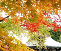 Autumn in Japan