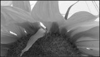 Black & White Sunflower
