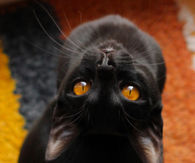 Black cat with orange eyes