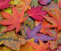 Colorful Autumn Leaves