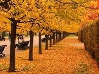 Golden Fall Path