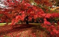 Japanese Maple in Fall