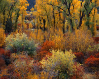 Autumn in Idaho