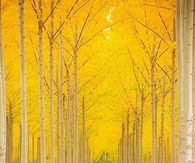 Yellow Fall Trees