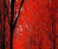 Red Autumn on a Winding Road