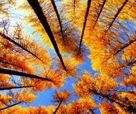 Looking up at Fall