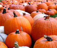 Pumpkin patch