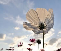 Wild Flower