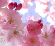 Blooming Cherry Flowers