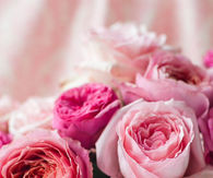 Pink floral roses