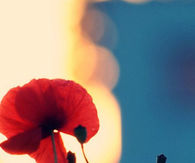 Poppies