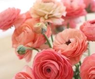 Coral and pink ranunculus