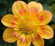 Dahlia