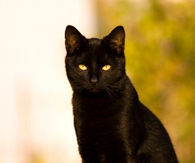 Black cat