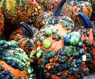 Mutated pumpkins