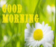 Good Morning