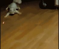 Funny Cat Chasing Light