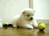 Cutest Puppy Ever!