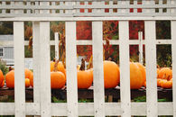 Pumpkin patch