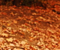 Leaves in the fall