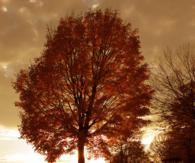 Autumn Tree