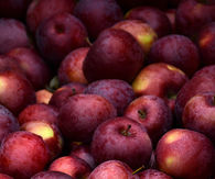 Fresh apples