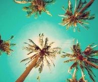 Palm Trees and Sun