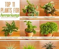 Top 11 Plants for Terrariums
