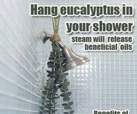 Hang Eucalyptus in your shower